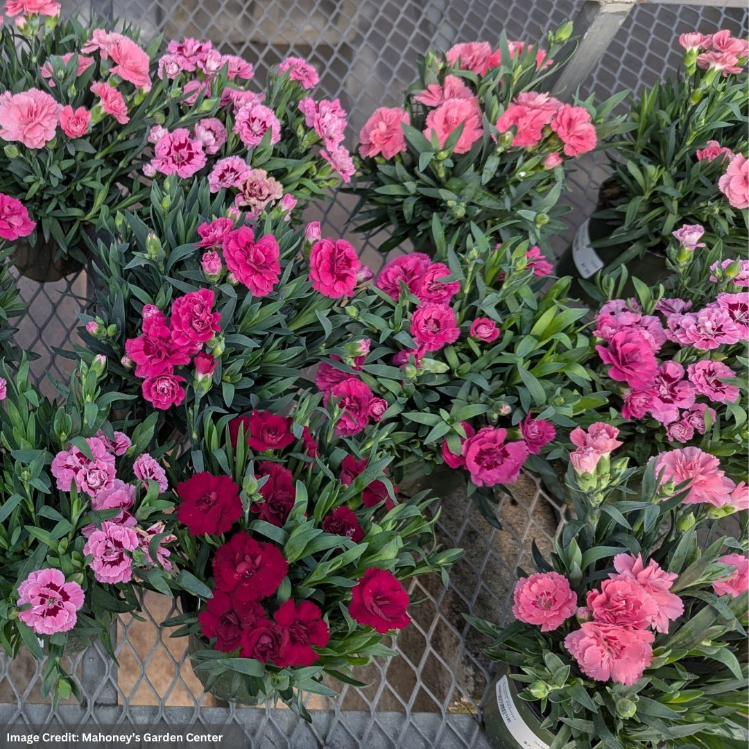Carnation – Assorted – 4″ Pot